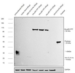 Invitrogen 6x-His Tag Monoclonal Antibody (HIS.H8), eBioscience , Invitrogen