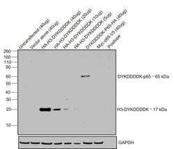 DYKDDDDK Tag Monoclonal Antibody (FG4R), eBioscience , Invitrogen:Antibodies:Primary