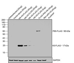 DYKDDDDK Tag Monoclonal Antibody (FG4R), eBioscience , Invitrogen:Antibodies:Primary