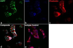 Invitrogen USP7 Monoclonal Antibody (USP 3D8), eBioscience:Antibodies:Primary