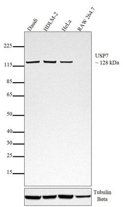 Invitrogen USP7 Monoclonal Antibody (USP 3D8), eBioscience:Antibodies:Primary