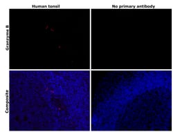 Invitrogen Granzyme B Monoclonal Antibody (496B), eBioscience , Invitrogen
