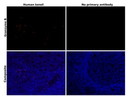 Invitrogen Granzyme B Monoclonal Antibody (496B), eBioscience , Invitrogen