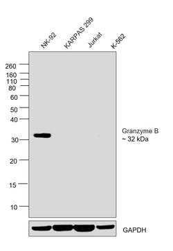 Invitrogen Granzyme B Monoclonal Antibody (496B), eBioscience , Invitrogen