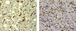 Invitrogen CD204 Monoclonal Antibody (J5HTR3), eBioscience , Invitrogen