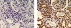 HSP70 Monoclonal Antibody (1B2hsp70), eBioscience:Antibodies:Primary Antibodies