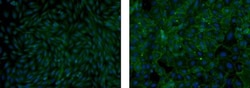 PSA-NCAM Monoclonal Antibody (12E3), eBioscience , Invitrogen:Antibodies:Primary