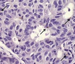 Invitrogen Survivin Monoclonal Antibody (STLALYV), eBioscience , Invitrogen