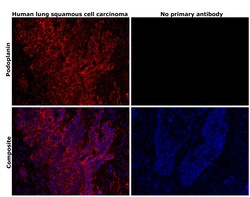 Invitrogen Podoplanin Monoclonal Antibody (NZ-1.3), eBioscience , Invitrogen