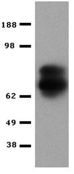Perforin Monoclonal Antibody (eBioOMAK-D), eBioscience , Invitrogen:Antibodies:Primary
