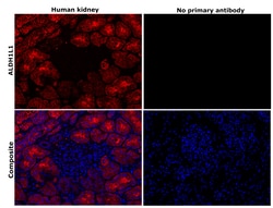 Invitrogen ALDH1L1 Monoclonal Antibody (7G8), eBioscience 100 &mu;g; Unconjugated:Antibodies,