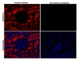 Invitrogen ALDH1L1 Monoclonal Antibody (7G8), eBioscience 100 &mu;g; Unconjugated:Antibodies,