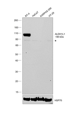 Invitrogen ALDH1L1 Monoclonal Antibody (7G8), eBioscience 100 &mu;g; Unconjugated:Antibodies,