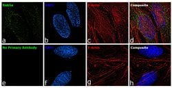 Invitrogen RAB5A Monoclonal Antibody (2E8B11), eBioscience 100 &mu;g; Unconjugated:Antibodies,