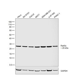 Invitrogen RAB5A Monoclonal Antibody (2E8B11), eBioscience 100 &mu;g; Unconjugated:Antibodies,