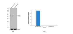 Desmin Monoclonal Antibody (DE-U-10), eBioscience , Invitrogen:Antibodies:Primary