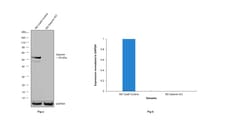 Invitrogen Desmin Monoclonal Antibody (DE-U-10), eBioscience 2 mg; Unconjugated:Antibodies,