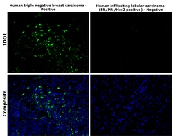 Invitrogen IDO Monoclonal Antibody (V1NC3IDO), eBioscience , Invitrogen