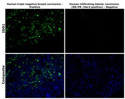 Invitrogen IDO Monoclonal Antibody (V1NC3IDO), eBioscience , Invitrogen