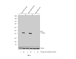 Invitrogen IDO Monoclonal Antibody (V1NC3IDO), eBioscience , Invitrogen