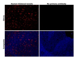 CD11c Monoclonal Antibody (118/A5), eBioscience , Invitrogen:Antibodies:Primary