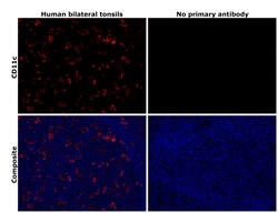 CD11c Monoclonal Antibody (118/A5), eBioscience , Invitrogen:Antibodies:Primary