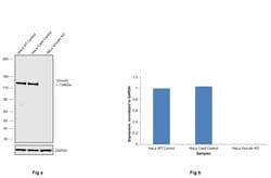 Vinculin Monoclonal Antibody (7F9), eBioscience , Invitrogen:Antibodies:Primary