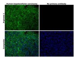 Invitrogen Arginase 1 Monoclonal Antibody (sl6arg), eBioscience , Invitrogen