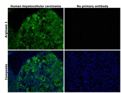 Invitrogen Arginase 1 Monoclonal Antibody (sl6arg), eBioscience , Invitrogen