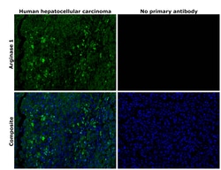 Invitrogen Arginase 1 Monoclonal Antibody (sl6arg), eBioscience , Invitrogen