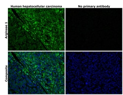 Invitrogen Arginase 1 Monoclonal Antibody (sl6arg), eBioscience , Invitrogen