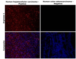 Invitrogen Arginase 1 Monoclonal Antibody (sl6arg), eBioscience , Invitrogen