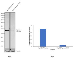 Arginase 1 Monoclonal Antibody (sl6arg), eBioscience , Invitrogen:Antibodies:Primary