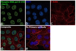 Invitrogen Phospho-RNA pol II CTD (Ser2) Monoclonal Antibody (3E10), eBioscience