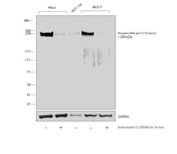 Invitrogen Phospho-RNA pol II CTD (Ser2) Monoclonal Antibody (3E10), eBioscience