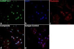 Invitrogen hnRNP UL1 Monoclonal Antibody (EAP 4A11), eBioscience 100 &mu;g;