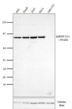 Invitrogen hnRNP UL1 Monoclonal Antibody (EAP 4A11), eBioscience 100 &mu;g;