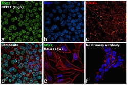SOX2 Monoclonal Antibody (Btjce), eBioscience , Invitrogen:Antibodies,
