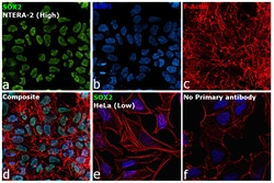 SOX2 Monoclonal Antibody (Btjce), eBioscience , Invitrogen:Antibodies,