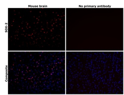 SOX2 Monoclonal Antibody (Btjce), eBioscience , Invitrogen:Antibodies,