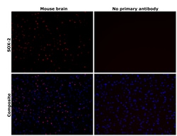 SOX2 Monoclonal Antibody (Btjce), eBioscience , Invitrogen:Antibodies,