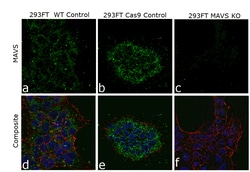 Invitrogen MAVS Monoclonal Antibody (ABM28H9), eBioscience 100 &mu;g; Unconjugated:Antibodies,