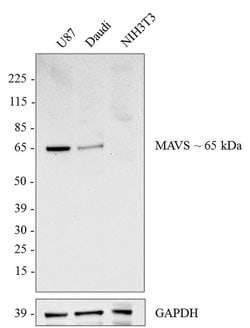 Invitrogen MAVS Monoclonal Antibody (ABM28H9), eBioscience 100 &mu;g; Unconjugated:Antibodies,
