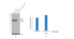 Invitrogen Lamin A/C Monoclonal Antibody (3A6-4C11), eBioscience 100 &mu;g;