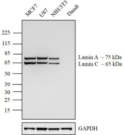 Invitrogen Lamin A/C Monoclonal Antibody (3A6-4C11), eBioscience 100 &mu;g;