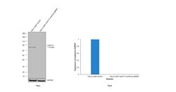 Invitrogen Lamin A Monoclonal Antibody (4A4-A4), eBioscience 100 &mu;g | Buy Online | Invitrogen&trade; | Fisher Scientific