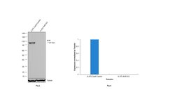 Invitrogen AHR Monoclonal Antibody (FF3399), eBioscience 100 &mu;g; Unconjugated:Antibodies,