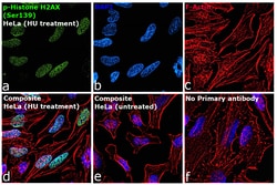 Phospho-Histone H2A.X (Ser139) Monoclonal Antibody (CR55T33), eBioscience