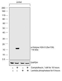 Phospho-Histone H2A.X (Ser139) Monoclonal Antibody (CR55T33), eBioscience