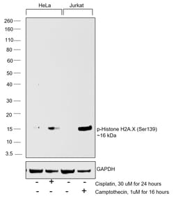 Phospho-Histone H2A.X (Ser139) Monoclonal Antibody (CR55T33), eBioscience